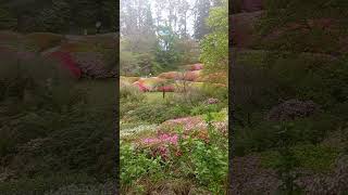 Beautiful Spring  Botanical Garden  Dandenong Ranges  Melbourne [upl. by Mommy]