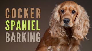 Cocker Spaniel Barking amp Growling How to make your Cocker Spaniel Bark [upl. by Zilef]