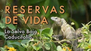 La Selva Baja Caducifolia  Reservas de Vida [upl. by Helse774]