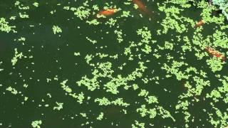 Goldfish Eating Duckweed [upl. by Katinka]