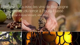 PouillyFuissé vue par Antoine Vincent [upl. by Azelea]