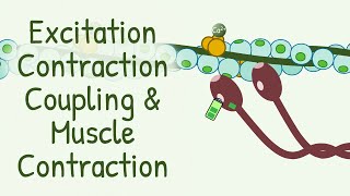 AWARD WINNING Animation Explaining Excitation Contraction Coupling amp Muscle Contraction [upl. by Talanta]