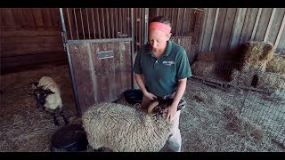 TRADITIONAL 18th Century Sheep Shearing [upl. by Micro373]