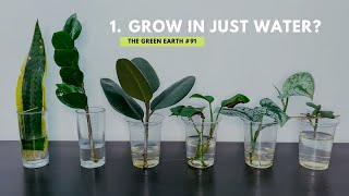 91 Top 6 Common Indoor Plants That Can Grow In Water  Grow Houseplants Without Soil [upl. by Miles]