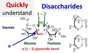 Disaccharide [upl. by Raynah]