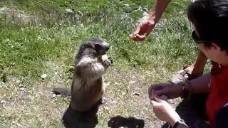 Marmotta domestica [upl. by Jessica]