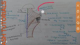 TRIANGLE OF AUSCULTATION BOUNDARIES [upl. by Guyon]