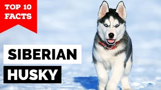 Siberian Husky  Top 10 Facts [upl. by Kcirdled]