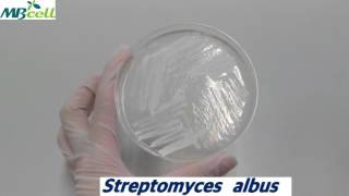 Actinomycete isolation agar [upl. by Yendic]