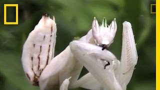 Incredible Disguise Praying Mantis Mimics Flower  National Geographic [upl. by Ahsin]