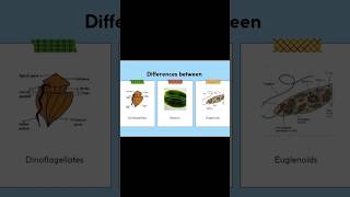 differences dinoflagellates diatoms euglenoids botany [upl. by Eniluqcaj]