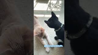 wakeup cat cat catvideos kitten catlover shorts [upl. by Adnamma]