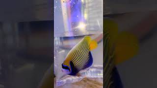 Marine fish unboxing video📦🐠🐡 [upl. by Armin]