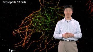 Microscopy SuperResolution Localization Microscopy Bo Huang [upl. by Aw]