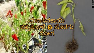 Damping Off and Wilt disease in CHILLIES  ಕತ್ತುಕೊಳೆ amp ಸೊರಗು ರೋಗ  symptoms and control measures [upl. by Arianne]