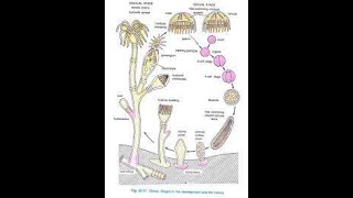 METAGENESIS IN CNIDARIA [upl. by Frisse]