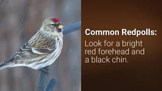 Pine Siskins and Common Redpolls [upl. by Munn]