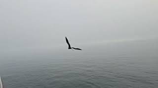 Frigate swooping by our room Floreana Island Galapagos [upl. by Imoen374]