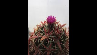 Ferocactus Latispinus Плоды Ferocactusa Latispinusa [upl. by Jehiel]