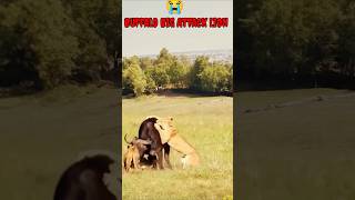 Nat geo wild 😂lionwildbuffalo yt short animal life [upl. by Cirdet584]