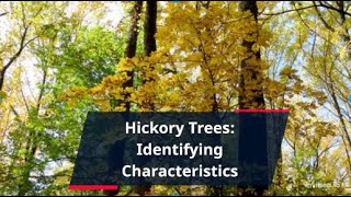 Hickory Tree Identifying Characteristics Types And Uses [upl. by Salema199]