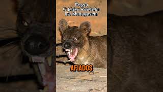 Fossa O Maior Predador De Madagascar curiosidades animais madagascar [upl. by Jaella119]