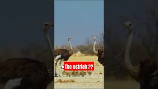 The Ostrich This Bird Holds an Unbelievable World Record 🐦🌍 [upl. by Emolas]