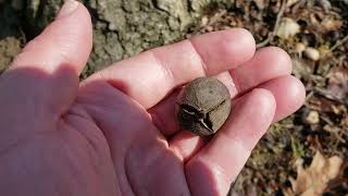 ID That Tree Pignut Hickory [upl. by Anirahs382]