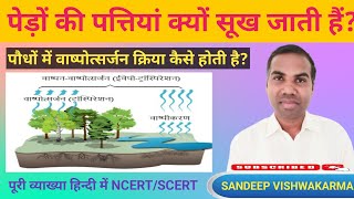 पौधों में वाष्पोत्सर्जन क्रिया कैसे होती है How does Transpiration in the plants by Sandeep sir [upl. by Mile353]