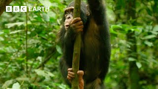 Young Chimp Learns How to Deal With a Snake  Animals With Cameras  BBC Earth [upl. by Rodgers]