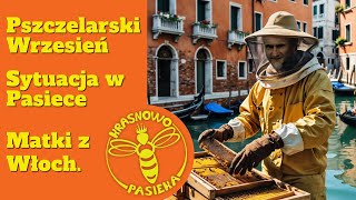 Pszczelarski wrzesień sytuacja w pasiece Matki pszczele z Włoch pszczoły miód matkipszczele [upl. by Orodoet324]