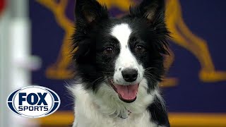 Watch 5 of the best WKC Dog Show moments to celebrate National Puppy Day  FOX SPORTS [upl. by Ddet106]