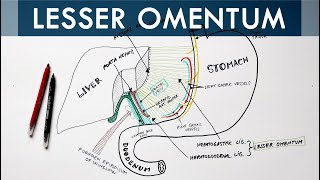 Lesser Omentum  Attachment Ligaments amp Contents  Anatomy Tutorial [upl. by Liahus]