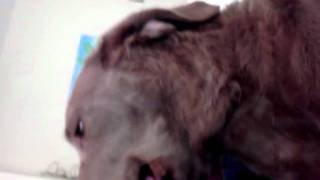 Chesapeake Bay Retriever talking [upl. by Yerfdog]