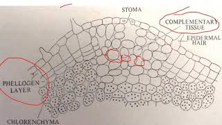 Lenticels  BSc II Year [upl. by Cosme]