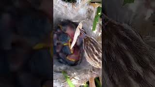 Zitting cisticola feeding babies p3trending shorts short shortvideo [upl. by Kellene771]