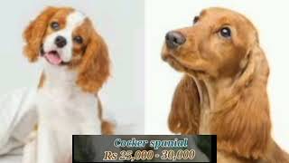 Dogs price in sri lanka  New dog price 2023  Best 10 Dog Breeds In sri lanka  dog in sri lanka [upl. by Aduhey]