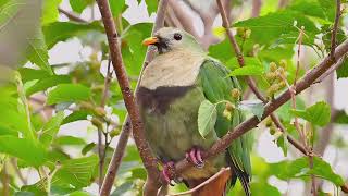 Blackchinned Fruit Dove 小綠鳩 [upl. by Jobye]