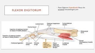 Understand the Insertion of Flexor Digitorum Muscles in 2 Minutes [upl. by Innos]