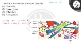 The cells of areolar tissue that secrete fibres are [upl. by Lehrer]