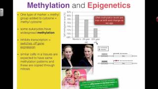 Methylation and Epigenetics 2016 IB Biology [upl. by Ahsirtak]