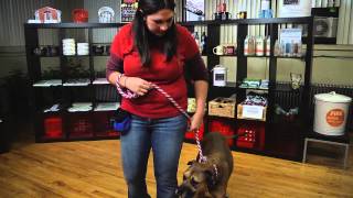 How to Train Show Dogs  Dog Training Tips [upl. by Tanhya]