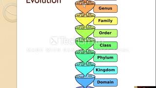 53  Classification 12 [upl. by Parnell]