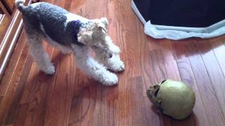 Puppy Wire Fox Terrier playing with a Halloween skull [upl. by Nomihs]