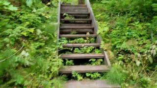 Chilkat State Park Haines Alaska Seduction Point Trail [upl. by Kcirreg]