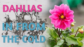 How I Overwinter my Dahlias [upl. by Rothschild]