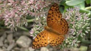 Butterflies  A Collection Of Fluttering Butterflies [upl. by Drarig373]