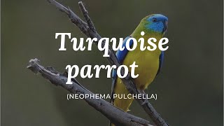 Turquoise parrot Neophema pulchella [upl. by Yauq]