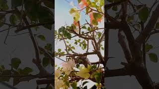 ALLAH viral ytshorts like nature youtubeshorts photography shortvideo travel viral [upl. by Anertak]