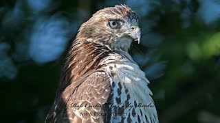 Buteo jamaicensis REDTAILED HAWKS of September 9085800 [upl. by Ardolino]